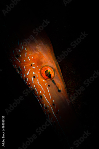 The close-up colours of a trumpetfish (Aulostomus maculatus) on the reef off the Dutch Caribbean island of St Maarten photo