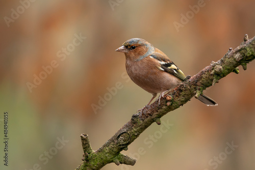  Common Chaffinch (Fringilla coelebs) on a branch in the forest of Noord Brabant in the Netherlands. 
