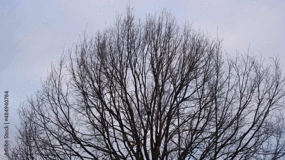 A bare tree against the background of snow and sky. A bare tree against the background of snow and sky.