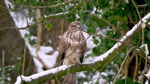 buteo buteo common buzzard in the snow 