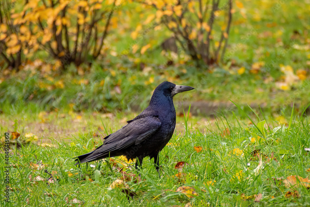 Portrait of Eurasian rook Corvus frugilegus . Black bird with bare base of bill walking in grass and looking for food. Portrait of Eurasian rook Corvus frugilegus . Black bird with bare base of bill walking in grass and looking for food.