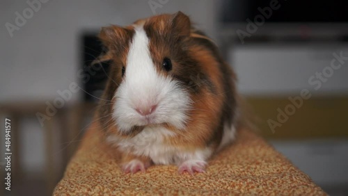 Guinea pig turning his head