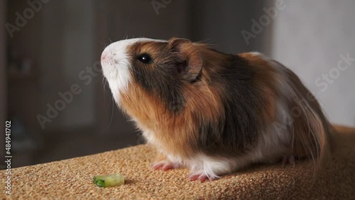 Red and white Guinea pig sits still