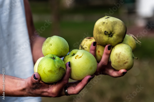 apple harvest by young woman 