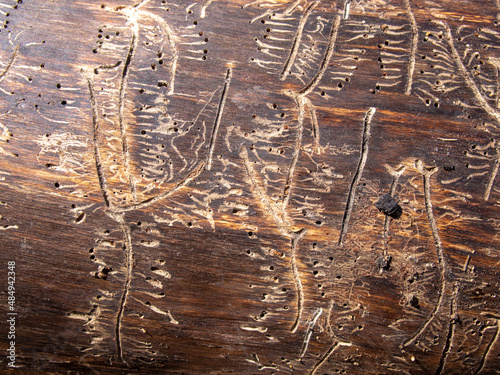 Patterns of various shapes on wood, left by the bark beetle. The tree was eaten by the bark beetle.