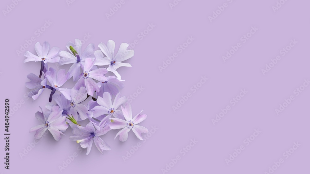 Purple flower backgrounds