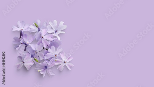 Purple flower backgrounds