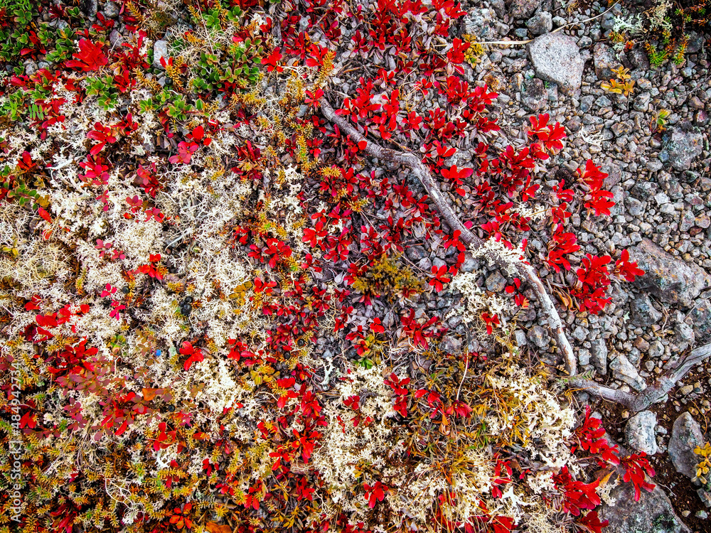In autumn, a beautiful tundra carpet of various mosses in bright colors. Red, green and yellow plants on the rocks. closeup texture