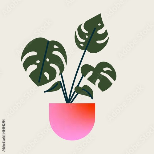 Monstera con hojas. Planta tropical aislada en vector