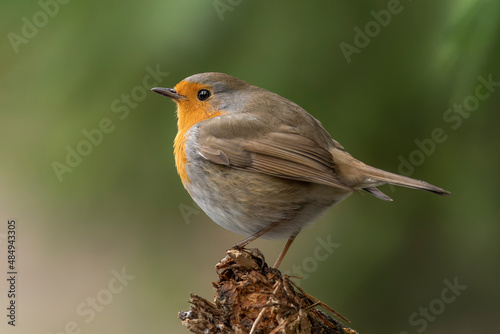  European Robin (Erithacus rubecula) on a branch in the forest of Noord Brab in the Netherlands. Green background. 