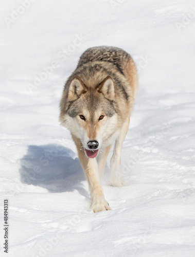 Tundra Wolf  Canis lupus albus  walking in the winter snow with the mountains in the background