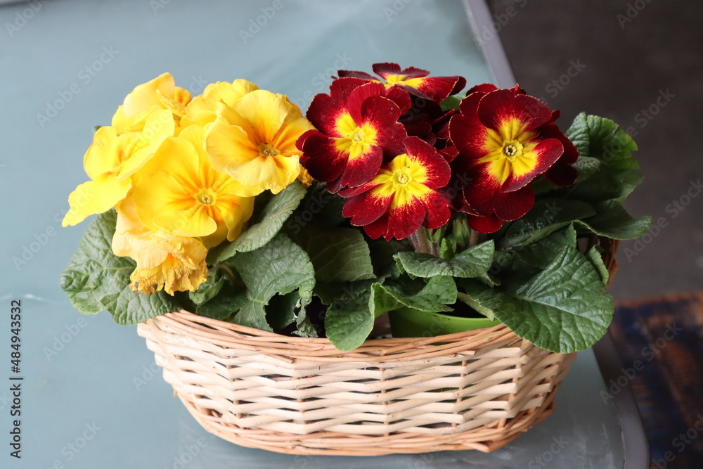 flowers primroses in pots for beauty