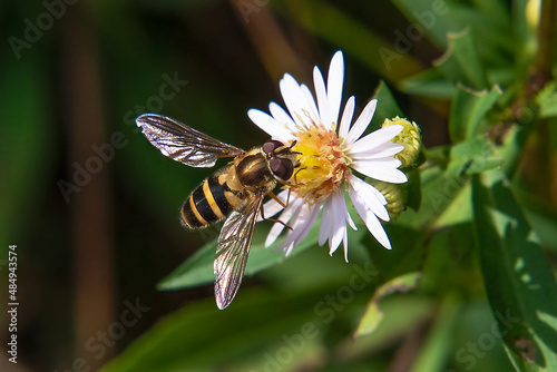 Flower fly in the Dolly Sods Wilderness, Monongahela National Forest, West Virginia photo