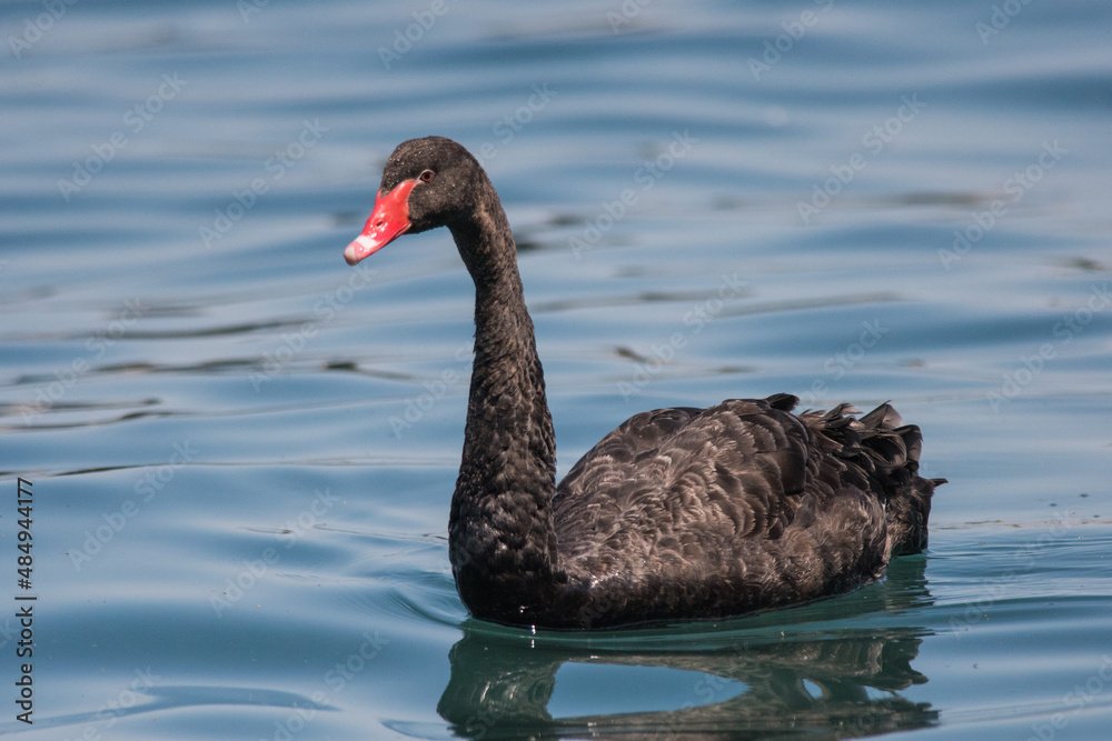Fototapeta premium black swan on the lake