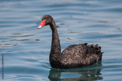 black swan on the lake