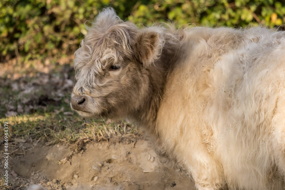 Portrait of a cow of Highland cattle breed Portrait of a cow of Highland cattle breed
