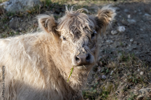 Portrait of a cow of Highland cattle breed