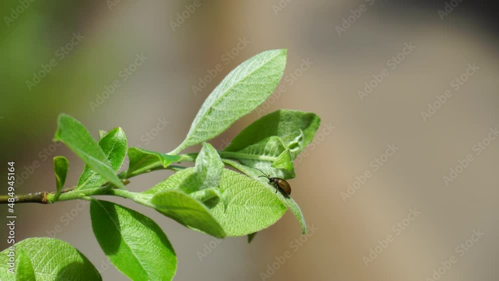 Branch with green fresh leaves and brown beetle sways slightly in wind. Brown beetle is preparing to take off from tree branch. Watching insects in spring forest on sunny day in wildlife. 4K video Branch with green fresh leaves and brown beetle sways slightly in wind. Brown beetle is preparing to take off from tree branch. Watching insects in spring forest on sunny day in wildlife. 4K video