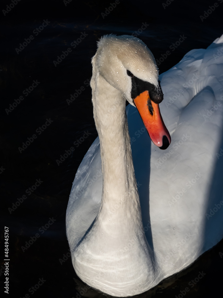Obraz premium Beautiful close-up of portrait of adult mute swan (cygnus olor) with focus on eye and head covered with water droplets with deep blue, dark background in sunlight