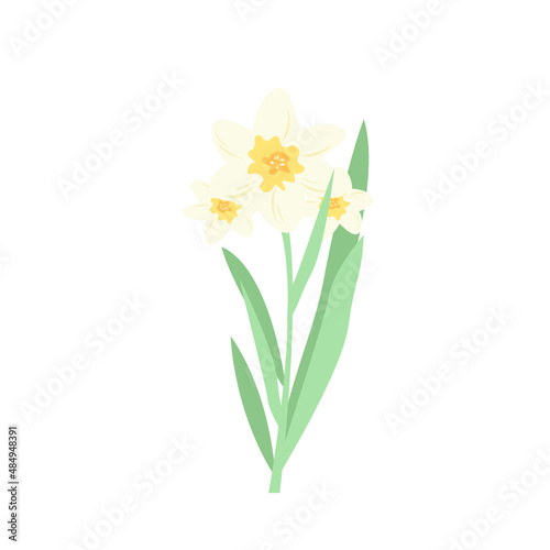 yellow narcissus isolated on white