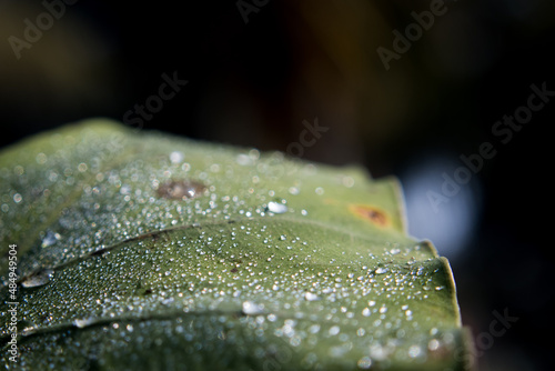 Dew drop in the morning on a taro leaf. The small dew drops are like jewels on the leaf. photo