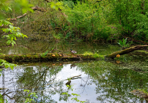 wild duck on  a rotten tree trunk lying in  the water of a riparian forest at Tulln, Austria photo
