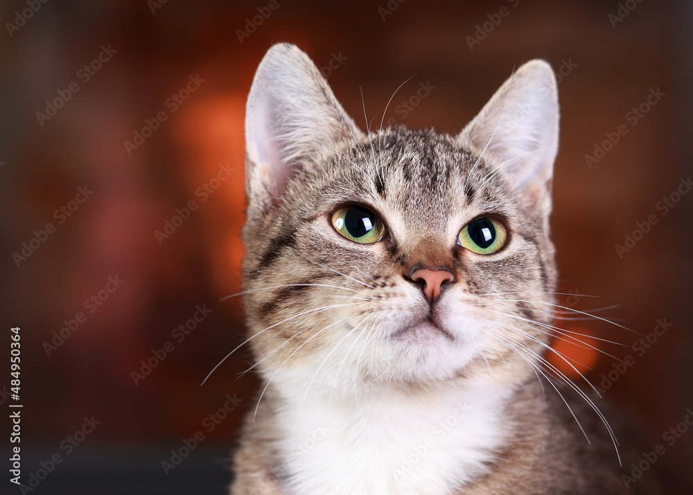 Portrait of a cat on the background of the fireplace. Kitten close up. Cute cat with green eyes posing at camera. Gray-brown kitten with white fur around his neck. Care concept. Tabby. Place for text Portrait of a cat on the background of the fireplace. Kitten close up. Cute cat with green eyes posing at camera. Gray-brown kitten with white fur around his neck. Care concept. Tabby. Place for text