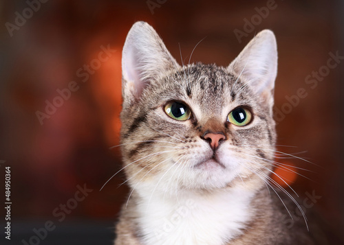 Portrait of a cat on the background of the fireplace. Kitten close up. Cute cat with green eyes posing at camera. Gray-brown kitten with white fur around his neck. Care concept. Tabby. Place for text