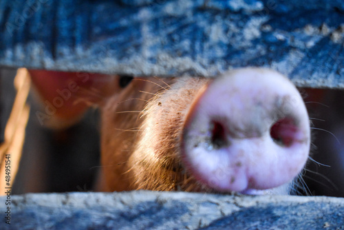 little pig on a farm