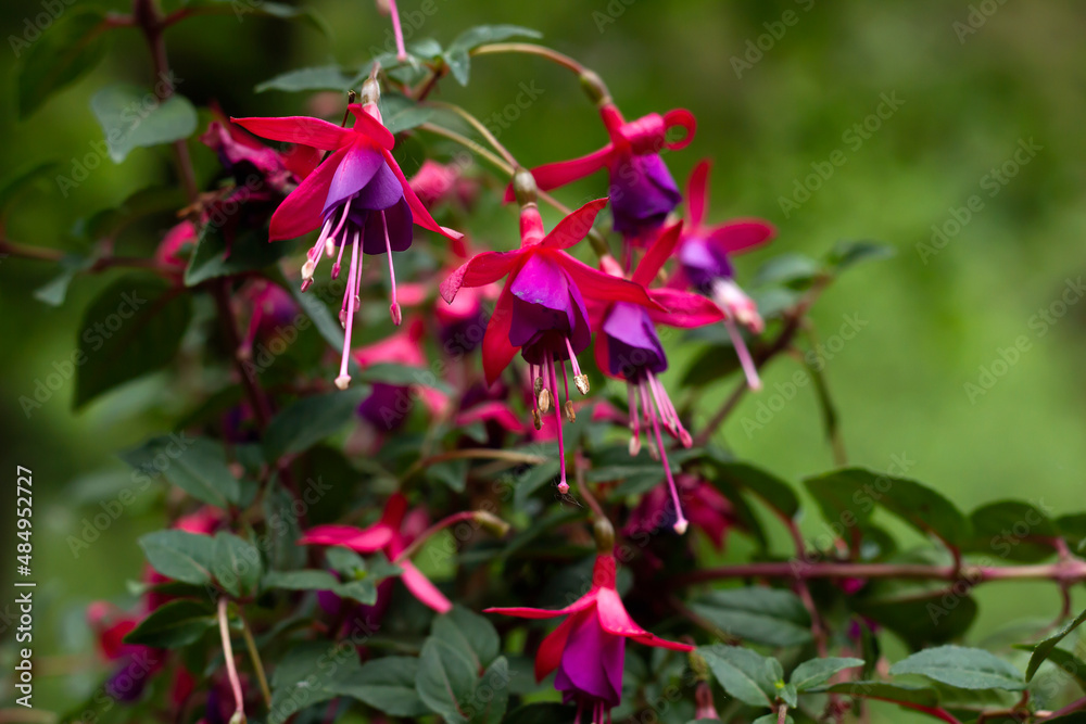 Hummingbird fuchsia flowers Hummingbird fuchsia flowers