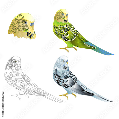 Green and blue parakeet Budgerigar, home pet , pet parakeet  or budgie or shell parakeet with outline on a white background watercolor vintage vector illustration editable hand draw