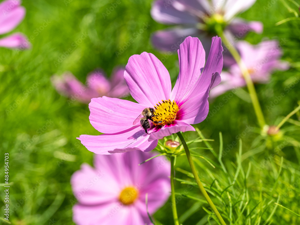Close up of pink cosmos with a bumble bee. Close up of pink cosmos with a bumble bee.