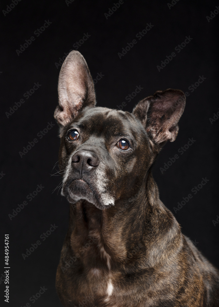 Rescue Dog portrait in studio