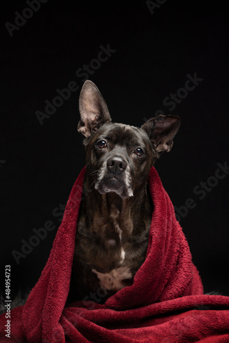 Rescue dog in studio with red material