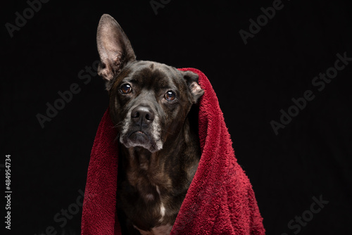 Rescue dog in studio with red material