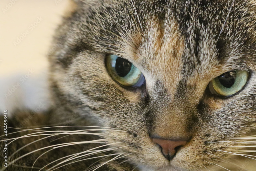 portrait of a cat portrait of a cat