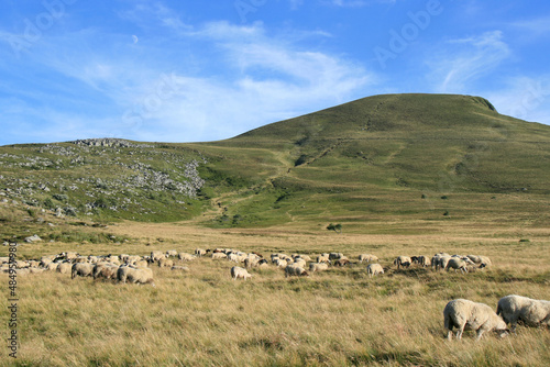 sheep flock in auvergne (france) 