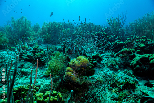Viele Weichkorallen säumen das Riffdach