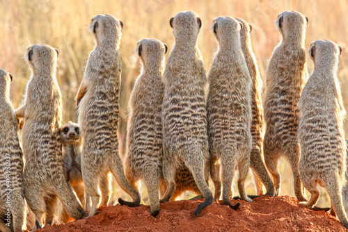 Photographie Meerkat, South Africa