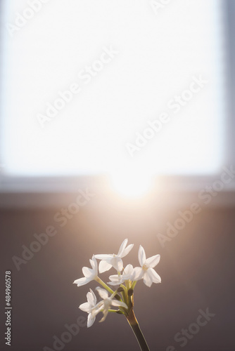 Foto Spring background with a daffodil spring flower isolated