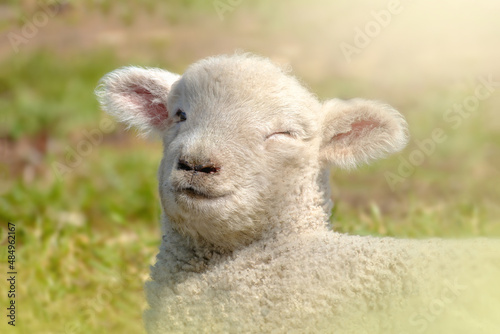 sheep lamb face winking in field