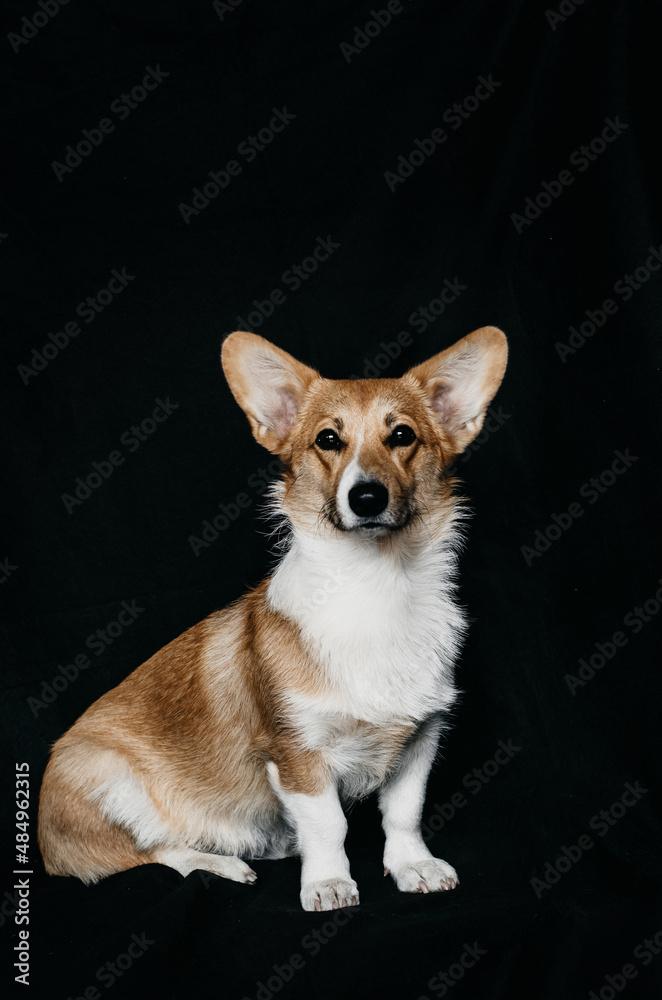 Cachorro corgi sentado en fondo negro Cachorro corgi sentado en fondo negro