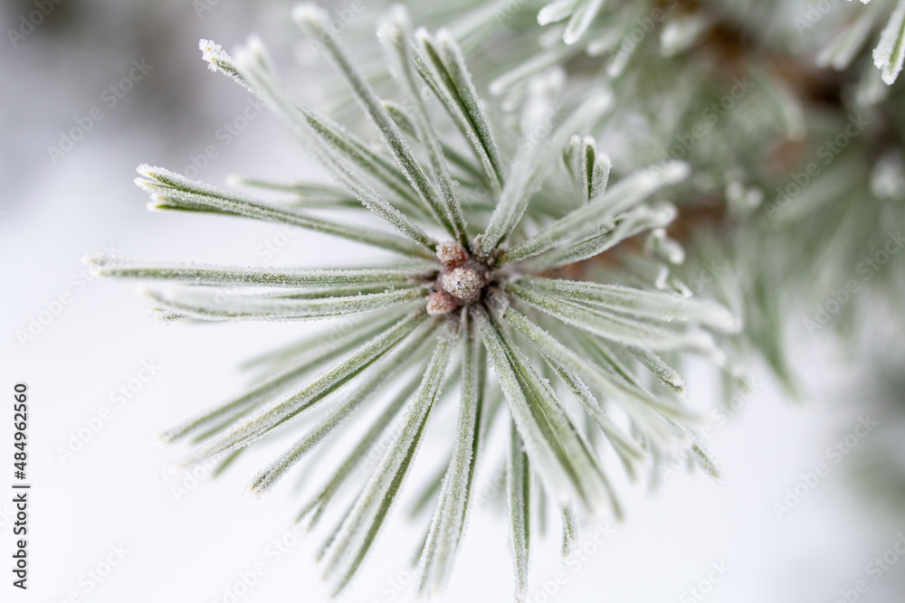 snow covered pine branch. spruce needles covered with ice macro photography snow covered pine branch. spruce needles covered with ice macro photography