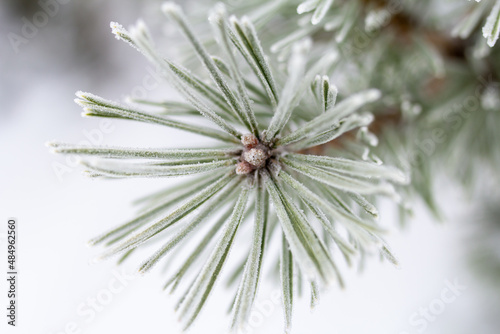 snow covered pine branch. spruce needles covered with ice macro photography