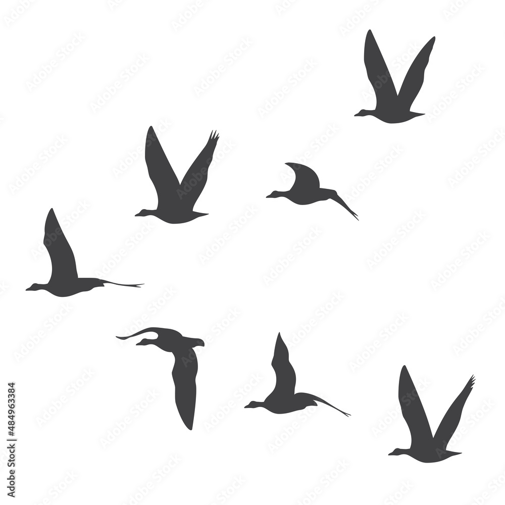 Silhouettes of birds flying in a flock. Vector illustration isolated on white background. Silhouettes of birds flying in a flock. Vector illustration isolated on white background.