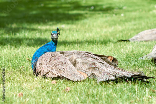 spring peacock walk on a sunny day, male peacock. walk in the park. photo