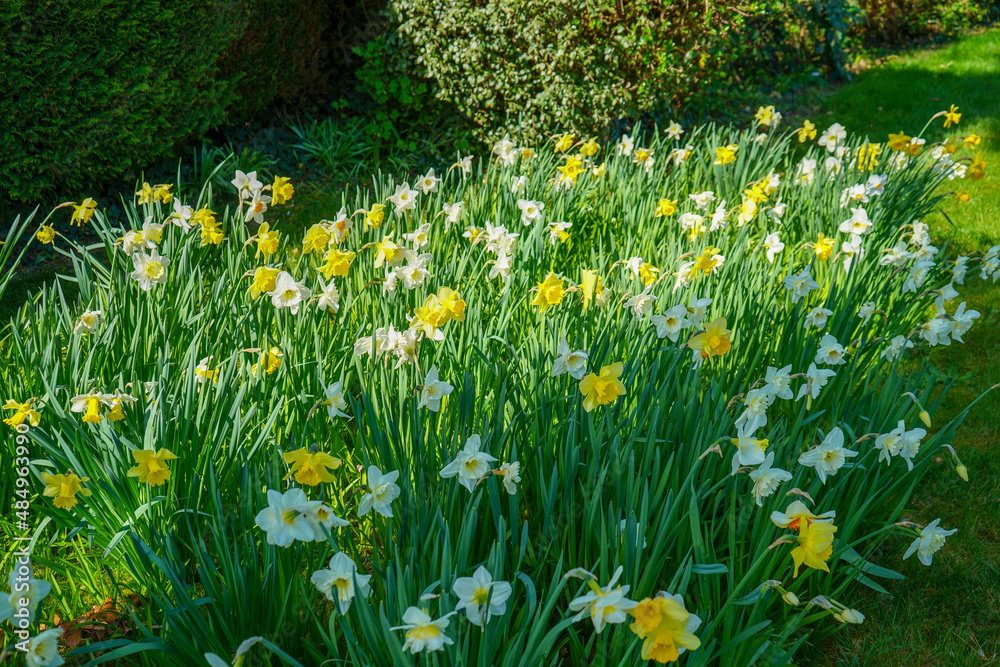 Fototapeta premium Close up of group of daffodil flowers in the spring 