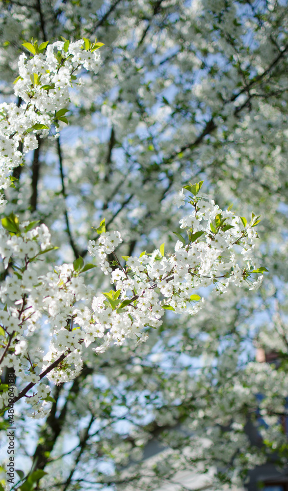 Lovely delicate cherry blossom in warm spring weather for background