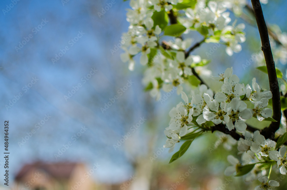 White flowers pear blossom is good nectar and for pear harvest White flowers pear blossom is good nectar and for pear harvest