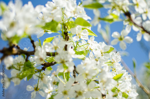 White flowers pear blossom is good nectar and for pear harvest